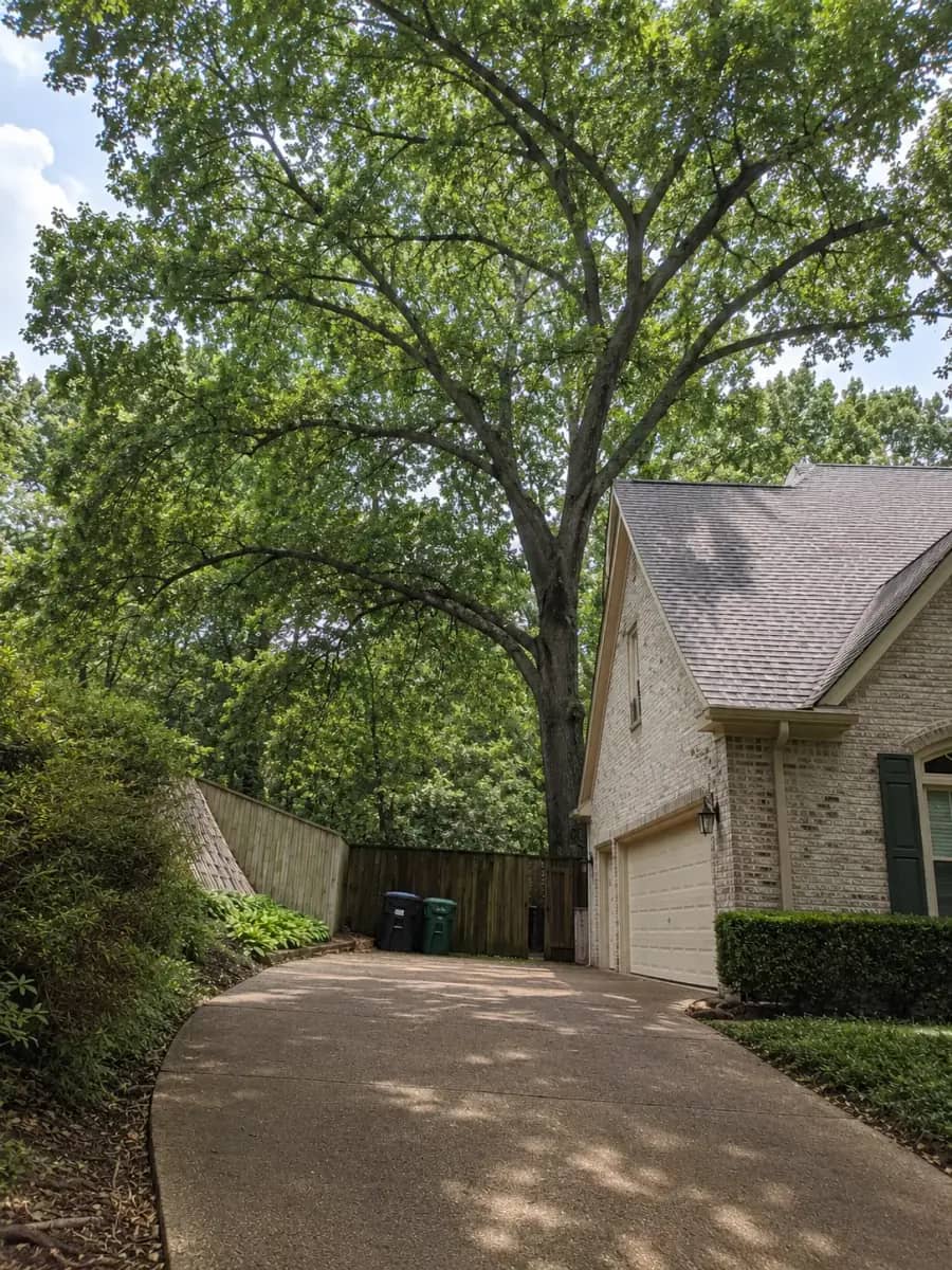 After - Birmingham Tree Care project