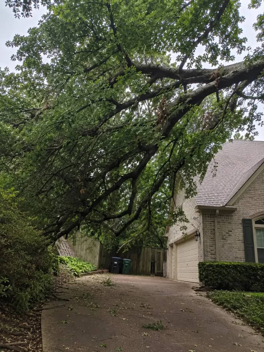Before - Birmingham Tree Care project