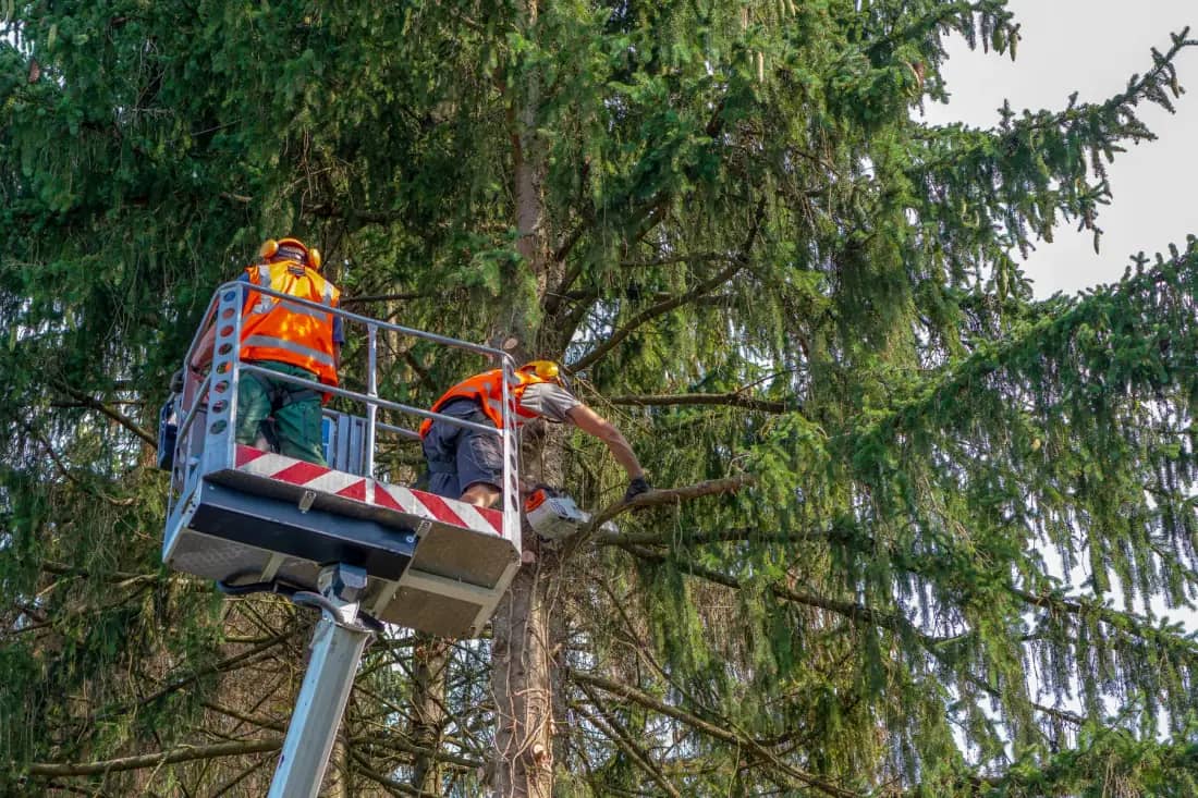 Birmingham Tree Care tree care crew working in Birmingham — photo 1