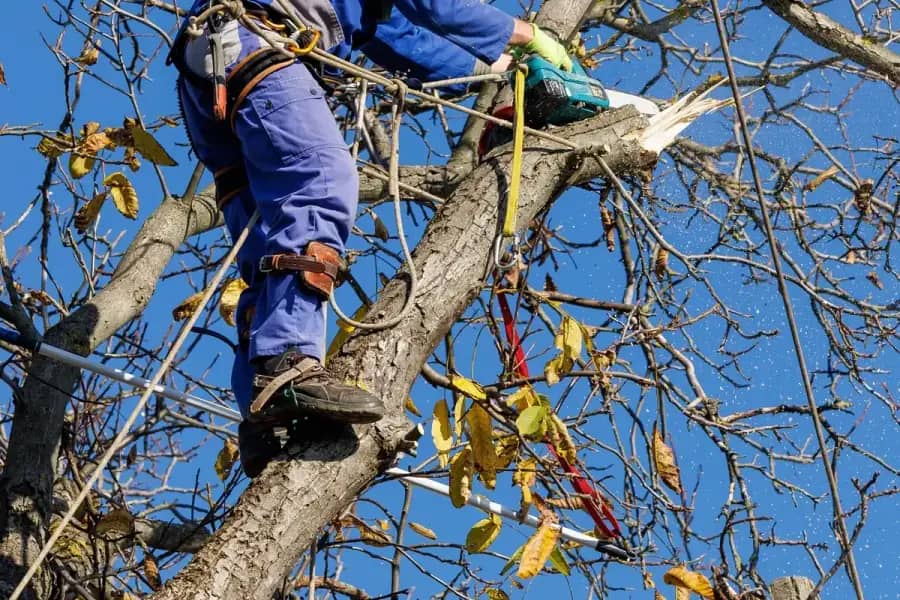Arborist Services by Birmingham Tree Care in Birmingham