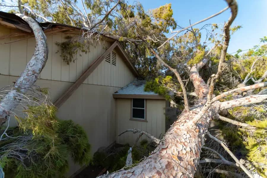 Emergency Tree Service by Birmingham Tree Care in Birmingham