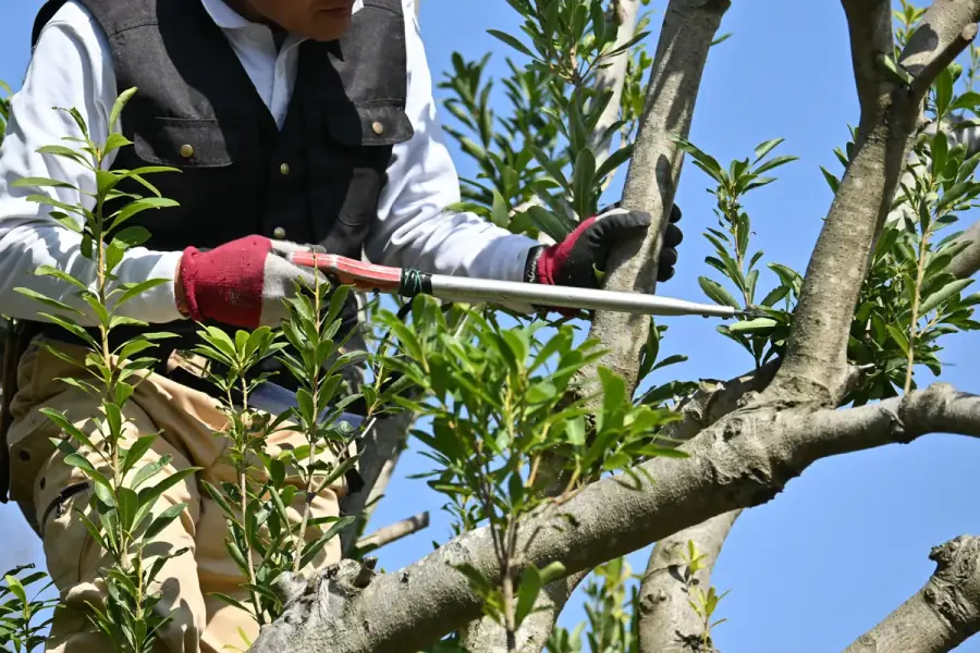 Tree Trimming by Birmingham Tree Care in Birmingham
